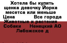 Хотела бы купить щенка девочку Йорка 2 месетса или меньше › Цена ­ 5 000 - Все города Животные и растения » Собаки   . Ненецкий АО,Лабожское д.